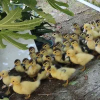 جوجه اردک اسراییلی