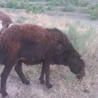 چند راس شیشک قوچ پلنگی و قزل افشار اصیل