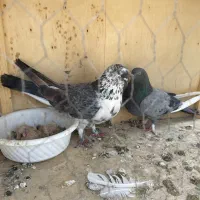 کفتر خال قدیم