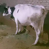 گاو هلشتاین اصیل با گوساله ماده ۲۰کیلو شیر