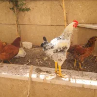 فروشی