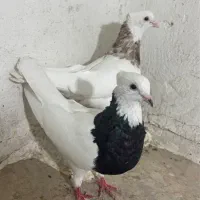 کبوتر طوقی هفترنگ
