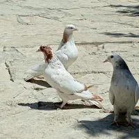 کبوتر