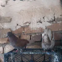 کفتر|پرنده|ساوه, |دیوار