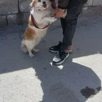 سگ پاکوتا ماده