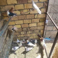کفتر،کبوتر