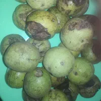 گردو. سبز و انجیر.. محلی دریک استهبان