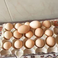 تخم مرغ نطفه دار لاری