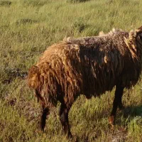 گوسفند قربانی