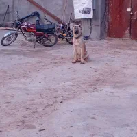 یک جفت توله هم قال نر ۱۰ ماهه