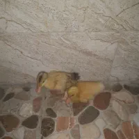 جوجه اردک