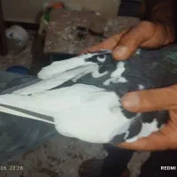 سینه سیاه جوان