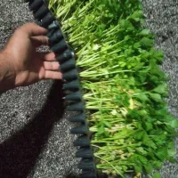 فروش و توزیع نشا