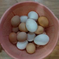 تخم مرغ و بوقلمون محلی