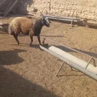 قوچ