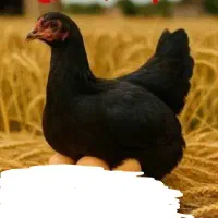 مرغ محلی و مرغ لهستانی اصل تخم گزار جوان