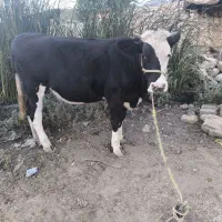 دو عدد تلیسه