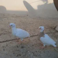 کفتر