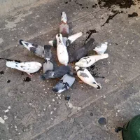 فروش کفتر