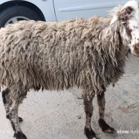 گوسفند چاق درجه یک شیشک 55کیلو
