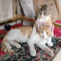 واگذاری دو بچه گربه