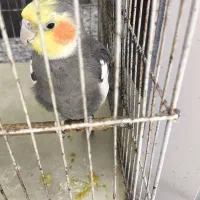 عروس هلندی نر سخنگو