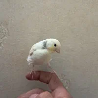 سهره  قناری  فنچ  گلبسر  مولد  جوجه  عروس هلندی