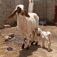 یک عدد بره مری دوقلو زا  زایده بایه بره نره