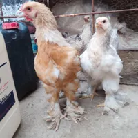 مرغ و خروس