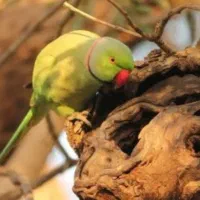 فروش یک عدد جوجه ملنگو سرلاکی و سالم