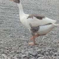 غاز