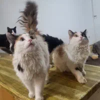 واگذاری گربه به شرط تعهد عقیم سازی