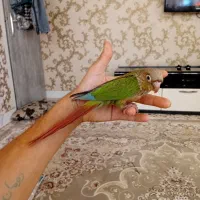 طوطی گرینچیک سخنگو