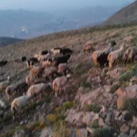 کاوه و چپش چاق