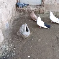 کبوتر|پرنده|مرند, |دیوار