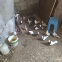 کبوتر.  طوقی.