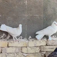 پرنده|پرنده|اصفهان, قهجاورستان|دیوار