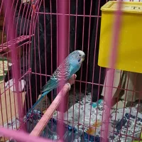 یک جفت مرغ عشق با قفس