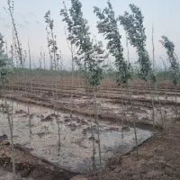 باغ ۱هکتاری در دولت آباد مرند با ۵۵۰۰ صنوبر ۳ ساله