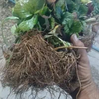 بوته توت فرنگی