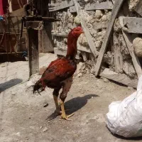 خروس لاری و مرغ
