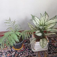 حراج گل اپارتمانی.سانسوریا