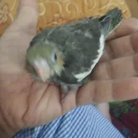 عروس هلندی سرلاکی نزدیک نرم خور شدن