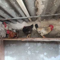 خروس کردی و لاری