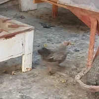 مرغ وجوجه رسمی