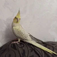 طلاهستم‌‌ماده‌ام