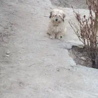 سگ ، سگ خانگی