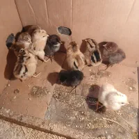 جوجه محلی کورچ شو