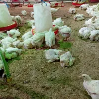 جوجه گوشتی ۲۰ روزه
