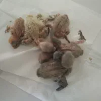 جوجه ی کوتوله ی برزیلی